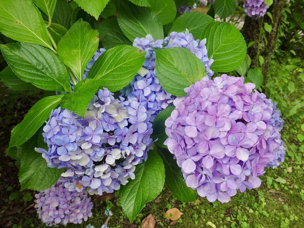 Close-up of purple and pink hydrangea flowers at Chishaku-in Kyoto