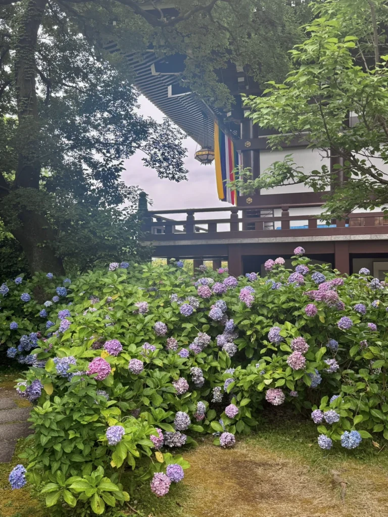 Hydrangea garden beside traditional Chishaku-in temple building in Kyoto