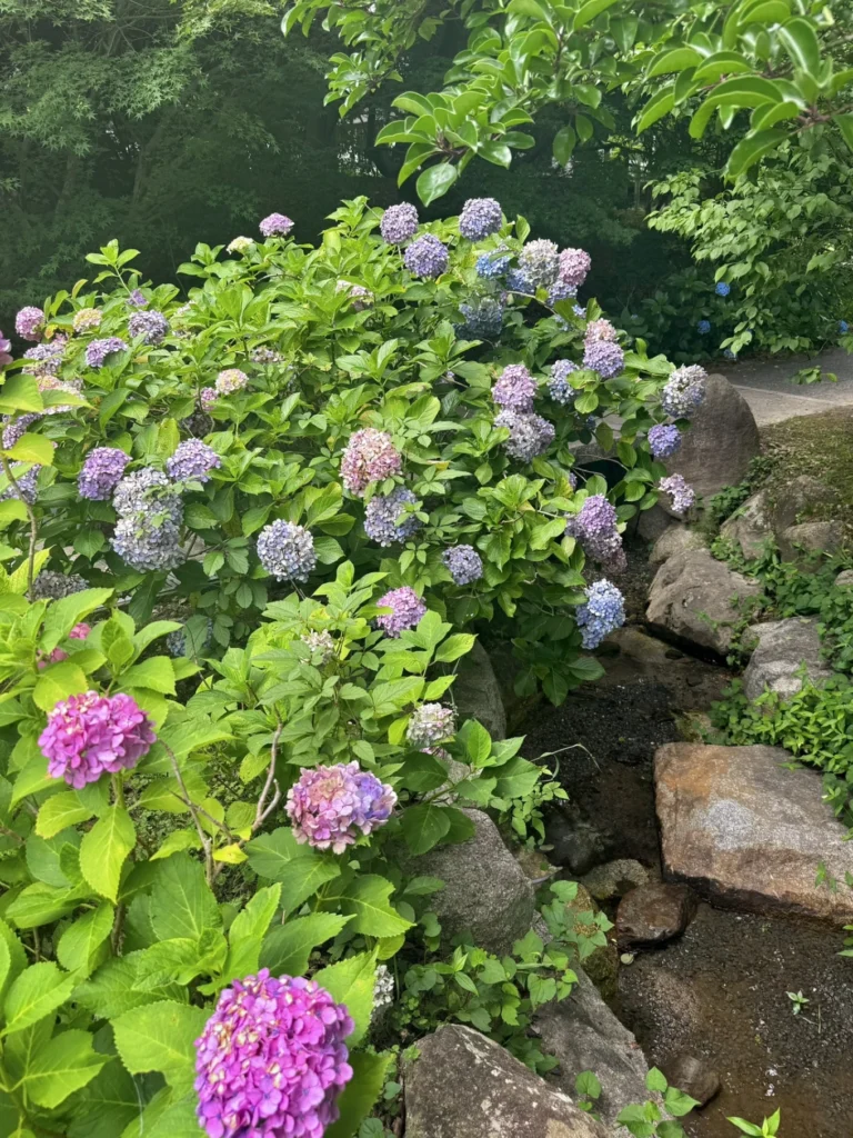 Colourful hydrangeas growing beside rocks and a small stream at Chishaku-in Kyoto